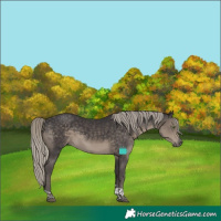 Horse Color:Silver Smoky Black Tobiano