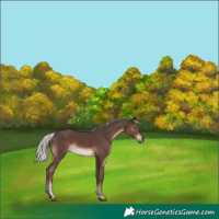 Horse Color:Silver Black Tobiano 