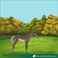 Horse Color:Silver Black Tobiano
