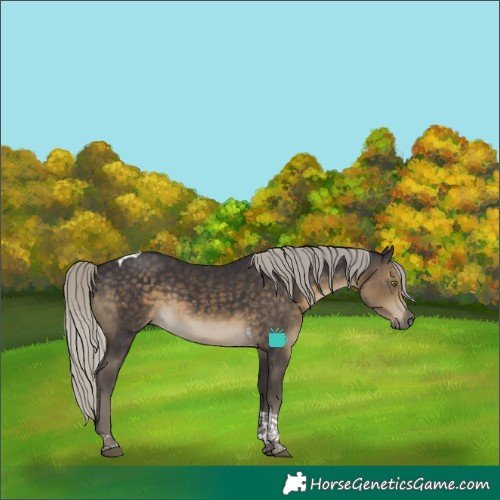 Horse Color:Silver Smoky Black Tobiano