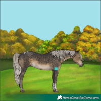 Horse Color:Silver Smoky Black Tobiano