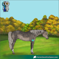Horse Color:Silver Smoky Black Tobiano