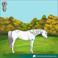 Horse Color:Grullo Roan Sabino Splash Appaloosa 