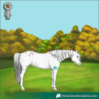Horse Color:Grullo Roan Sabino Splash Appaloosa