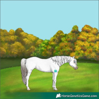 Horse Color:Liver Red Dun Sabino Splash Frame Appaloosa 