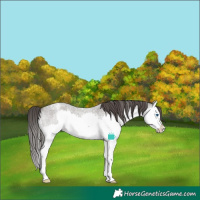 Horse Color:Grullo Roan Splash Appaloosa