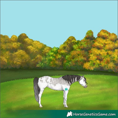 Horse Color:Grullo Roan Splash Frame Blanket
