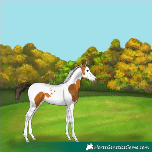Horse Color:Gray Buckskin Splash Tobiano