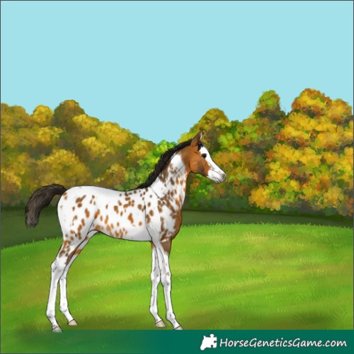 Horse Color:Gray Buckskin Splash Tobiano Appaloosa