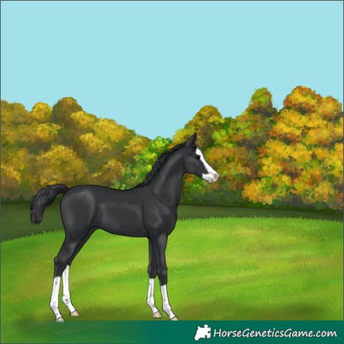 Horse Color:Black Splash 