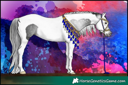 Horse Color:Gray Brown Splash Tobiano 