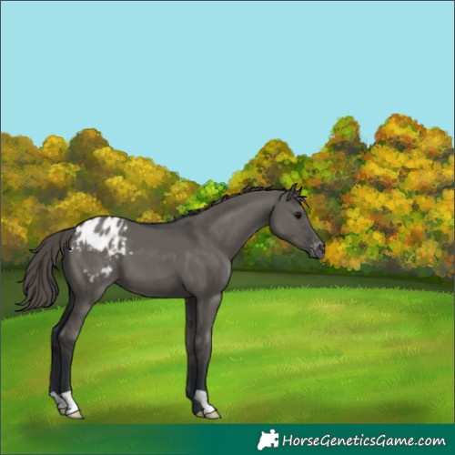 Horse Color:Grullo Varnish