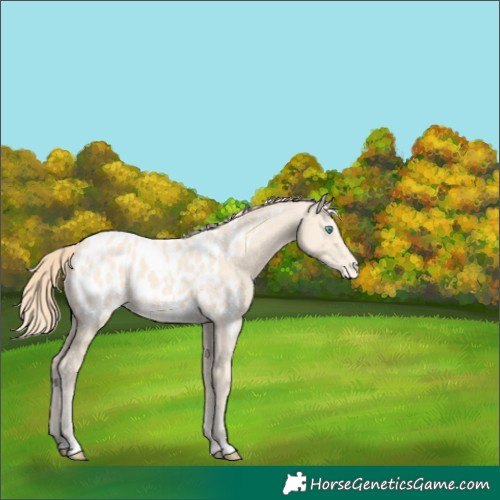 Horse Color:Perlino Near Leopard