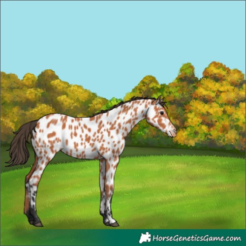 Horse Color:Bay Leopard