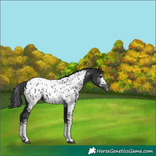 Horse Color:White Spotted Black Near Leopard