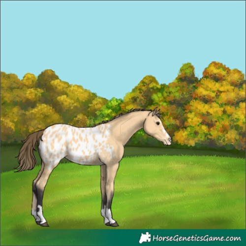 Horse Color:Buckskin Near Leopard 