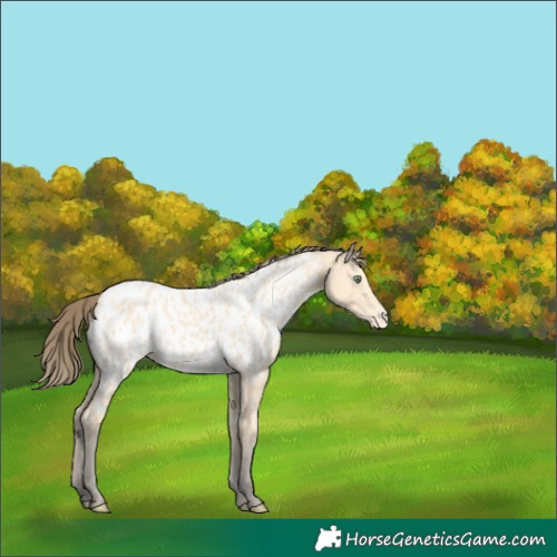 Horse Color:Amber Cream Champagne Near Leopard