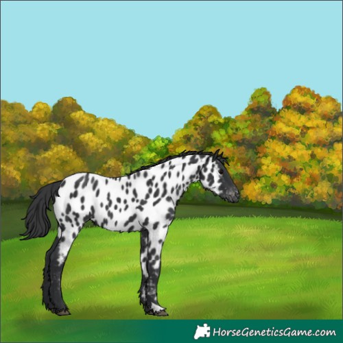 Horse Color:Black Appaloosa