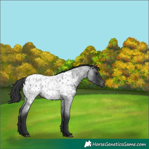 Horse Color:Blue Roan Appaloosa 