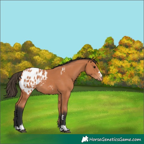 Horse Color:Bay Blanket