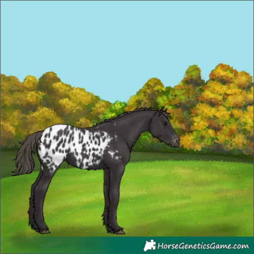 Horse Color:Smoky Black Appaloosa 