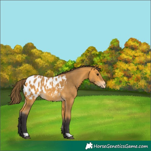 Horse Color:Buckskin Appaloosa 