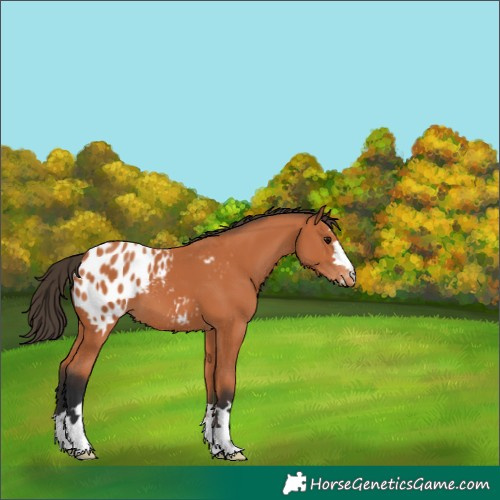 Horse Color:Bay Blanket