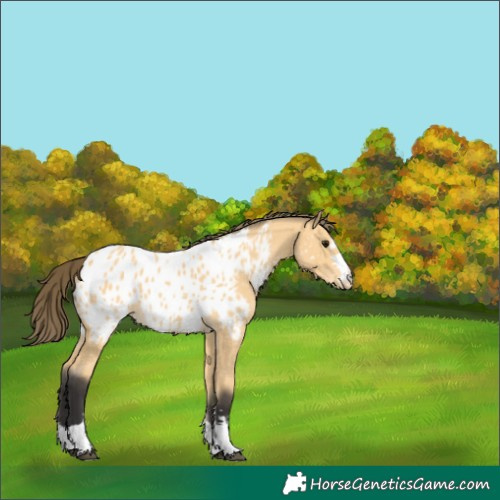 Horse Color:Buckskin Near Leopard