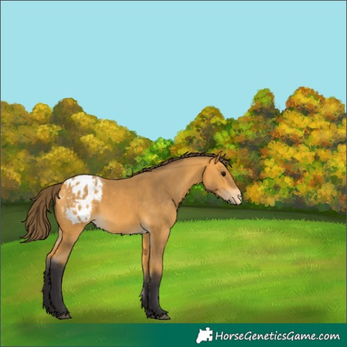 Horse Color:Buckskin Appaloosa 