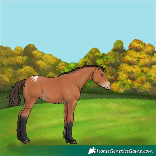 Horse Color:Bay Appaloosa 