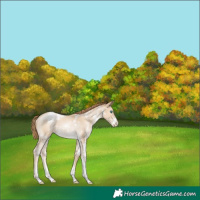 Horse Color:White Spotted Smoky Black Pearl Sabino Appaloosa Rabicano