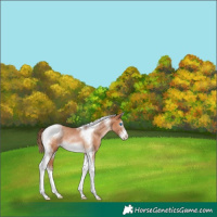 Horse Color:Brown Pearl Sabino Splash Tobiano Frame Rabicano