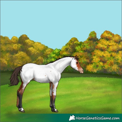 Horse Color:Bay Near Fewspot 