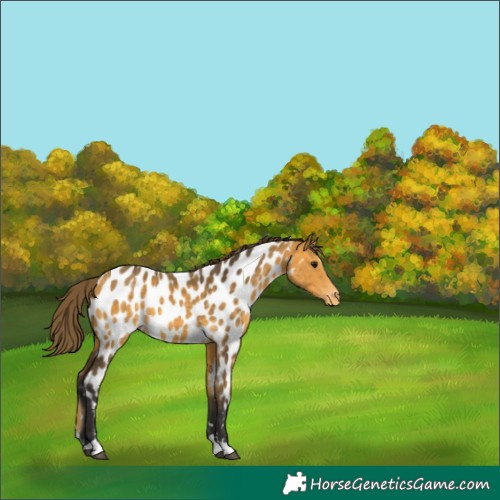 Horse Color:Buckskin Appaloosa 