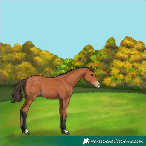 Horse Color:Bay Appaloosa 