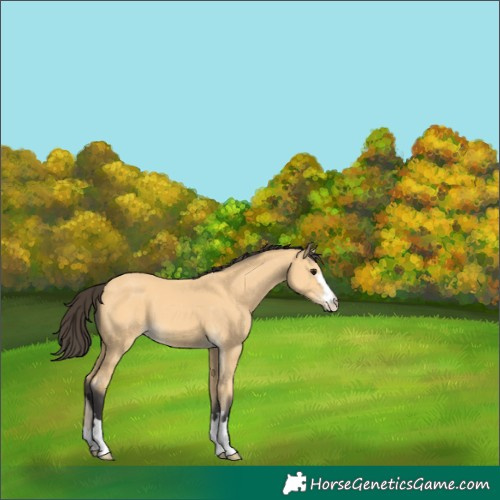 Horse Color:Buckskin