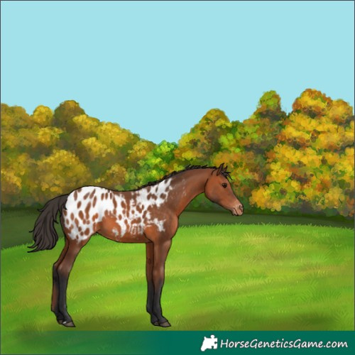 Horse Color:Bay Near Leopard