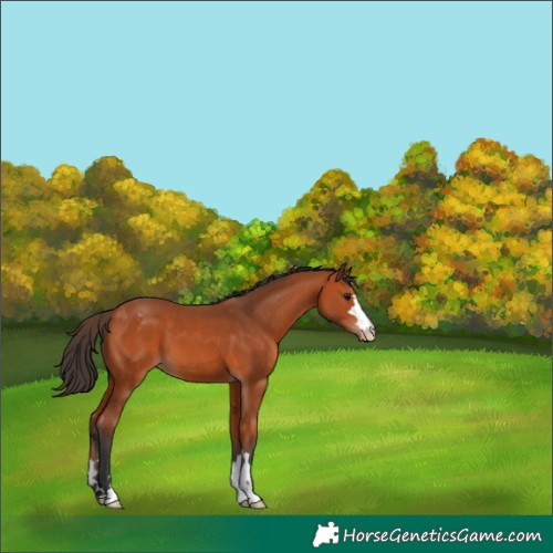 Horse Color:Bay Appaloosa 
