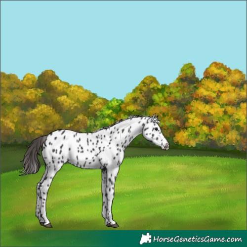Horse Color:Smoky Black Leopard 