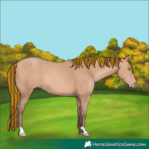 Horse Color:Painted Amber Champagne 