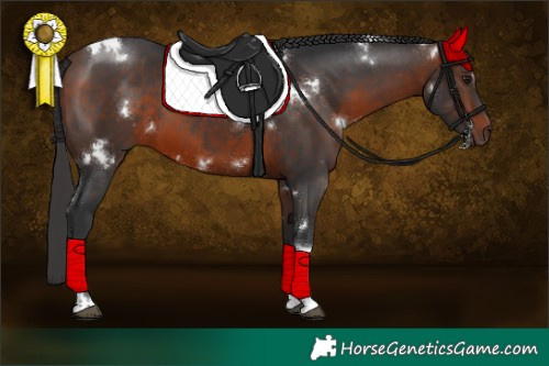Horse Color:White Spotted Bay Tobiano Rabicano 