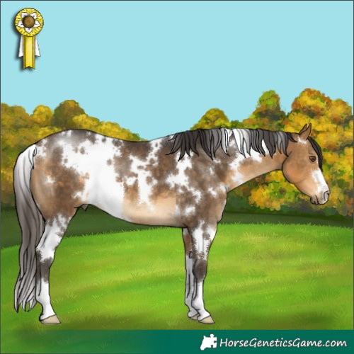 Horse Color:White Spotted Buckskin 