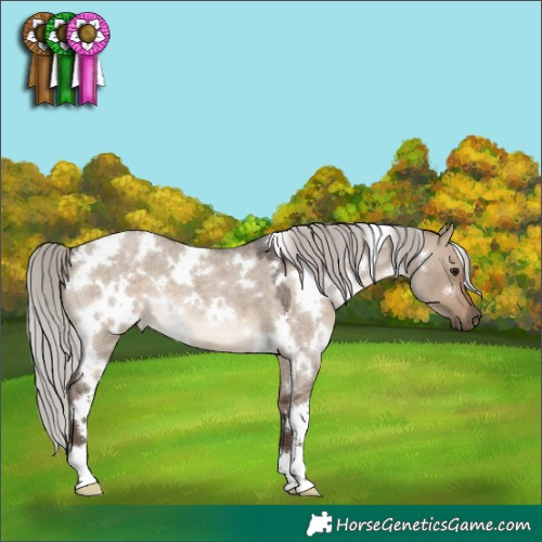 Horse Color:White Spotted Silver Brown Roan Dun 