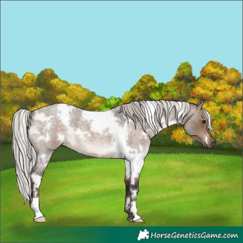 Horse Color:White Spotted Silver Brown Roan Dun 