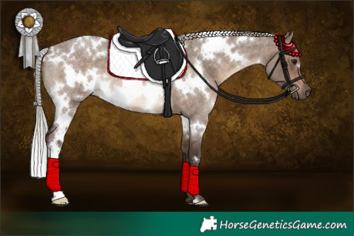 Horse Color:White Spotted Silver Brown Roan Dun 