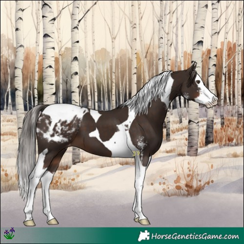 Horse Color:Liver Chestnut Sabino Splash Tobiano Appaloosa 