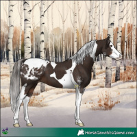 Horse Color:Liver Chestnut Sabino Splash Tobiano Blanket 