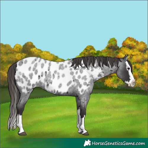 Horse Color:Smoky Blue Roan Splash Near Leopard 