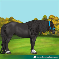 Horse Color:Smoky Black  and Smoky Black 
