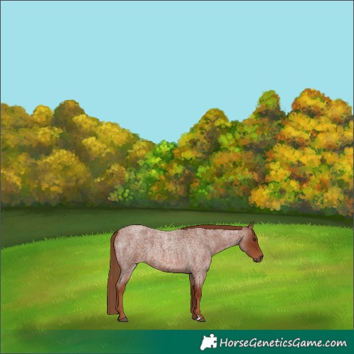 Horse Color:Red Roan 